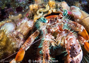 Anemone Hermit Crab/Photographed with a 60 mm macro lens by Laurie Slawson 
